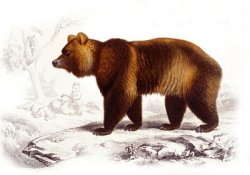 The missing bear. Bear is lost. There is no bear. Kein bear. Le bear et not 'ere.