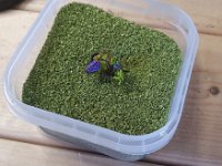 20230715 124623  As before, make him a depression and snuggle him in, then gently shake to settle the stuff onto the top of the base.  This Army Painter Green is my favourite grass!  Leave him in there for a few minutes to let the glue soak through to enough grass it won’t be flat.